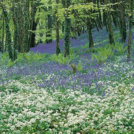 Hotel Courtmacsherry Hotel Courtmacsherry