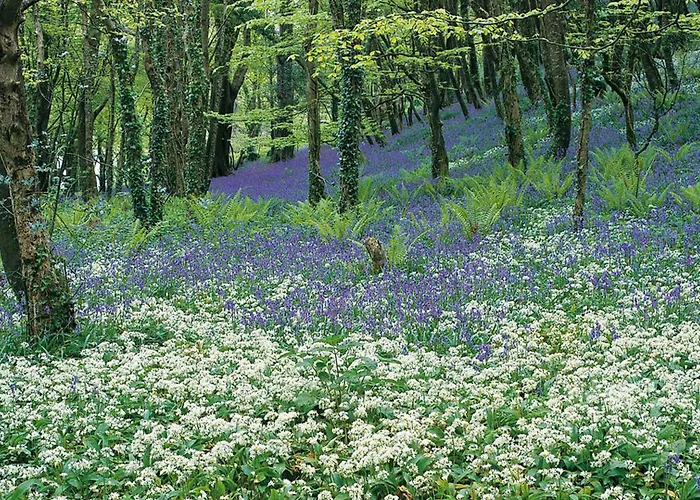 Отель Courtmacsherry Hotel Courtmacsherry